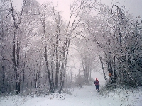 an image along a trail